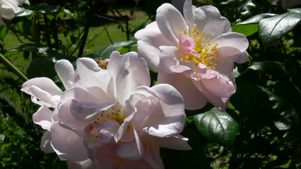 Bois des Moutiers (13) Summer 2012